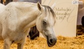 Landwirtschaftliches Hauptfest Stuttgart